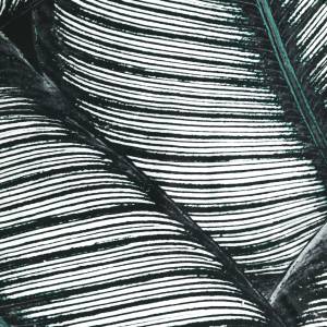 RCHI_SILK-SATIN-RC_DAKOTA_CAT.B_COL.TEAL.jpg